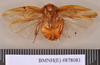 Gyna spurcata (Walker, 1868): Holotype, unsexed, ventral. BMNH(E)#878081. (Otu).