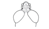 Agenacris debilis Amédégnato & Descamps, 1979: Fig. 237. male head, dorsal view. (Otu).