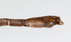 CollectionObject 1560011; 75a7c4ba-ffea-4ade-b14a-b476794be1cd: copyright ZMUH, Hamburg. male: end of abdomen, ventral view (holotype). (CollectionObject).