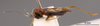 CollectionObject 2804102; FCE- GY 71, occurrenceID:- GY 71, 7971e3f0-5737-4b18-98b6-a047b40a3d51: URUGUAY-Flores, Arroyo Pinto, Paso Pinto, 18-III-1960, Fac. Hum. y Cienc. Male, lateral habitus. Facultad de Ciencias - UDELAR (FCE - GY 071). (CollectionObject).