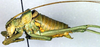 CollectionObject 1500225; 7021a2b4-d62a-43eb-9390-e8b62bddaab4, DORSA BTuropaiS01: male, lateral view (holotype). (CollectionObject).