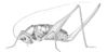 Eremopedes (Eremopedes) scudderi Cockerell, 1898: Pl. 4 Fig. 2. female (Eremopedes popeana). (Otu).