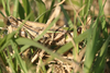 FieldOccurrence 3758; f3b3a3d8-5b9f-440e-9d0c-935672486c75; Corrientes
P.N. Mburucuyá, 2024/09/21: (FieldOccurrence).