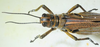 CollectionObject 1498685; 0287831c-a28a-4741-8751-06f8b10e37e2: male, dorsal view. (CollectionObject).