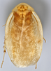 CollectionObject 1569186; 678c295d-a5dd-410f-905d-ebe9c49ef57a: Photo by Heidi Hopkins. Holotype, adult male, dorsal habitus. (CollectionObject).
