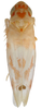 Habitus, dorsal view: Habitus (MSU collection). (Observation).