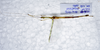 CollectionObject 1576207; a1b68944-9fec-429d-be5f-407db18380ec: copyright ZRC, Singapore. male, ventral view (holotype). (CollectionObject).