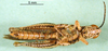 CollectionObject 1502282; 2ea5bc7b-6dc4-4cfe-aec9-e3a95df1aaa7: male, ventral view. (CollectionObject).