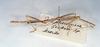 CollectionObject 1558376; 05fccd0e-8145-4eb1-9339-7b525e54215c: copyright O. Zompro. male (holotype). (CollectionObject).