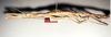 CollectionObject 1558973; 8f07869f-b93f-47a9-94b3-b384139cf331: copyright O. Zompro. female (holotype). (CollectionObject).