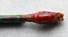 CollectionObject 1580873; 323fb742-7d0a-4b64-932d-44f52e5bfcaf: copyright FRCS Sabah. male: end of abdomen, ventral view (holotype). (CollectionObject).