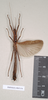 CollectionObject 1561298; NHMUK(SF IMPORT DUPLICATE) 845154, 05cf2fa2-efc1-4a56-a297-175d70c8f48d: copyright Natural History Museum, London. female (paratype). (CollectionObject).