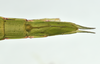 CollectionObject 1598207; 16da7e3c-e216-4569-af60-a01c40335e37, QM T246616: copyright QM. female: end of abdomen, ventral view (holotype). (CollectionObject).