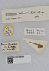 CollectionObject 1577884; a8f9916f-4429-4df5-9ee0-51b63a5e22e2: labels (paratype). (CollectionObject).