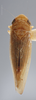Habitus, dorsal view: !! display not done !! on Chlorotettix lusorius (Osborn & Ball, 1897): Dorsal. (Observation).