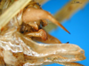 CollectionObject 1521421; 973d5e95-caba-4f5c-9ed6-22f54930b40c: male abdominal apex (lectotype). (CollectionObject).