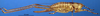 CollectionObject 1521369; 026c456f-19c1-4e17-adcf-99b638704cf8: female, lateral view (holotype). (CollectionObject).