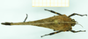 CollectionObject 1584424; 55e75c53-a67c-4528-bcd8-6d6d9fe43220: female, dorsal view. (CollectionObject).