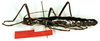 Autolyca daemonia Zompro & Hennemann, 2001: copyright SMFD. female (paratype). (Otu).