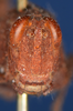 CollectionObject 1535862; 9cd8f419-48f4-41bf-a0a8-8a19960dcd56: female, frontal view (syntype). (CollectionObject).