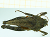 CollectionObject 1587068; 824f9c71-09bf-4379-93bd-76b4968b1c8f, NHMUK010924808': female, dorsal view (paratype of Tetrix tartara subacuta). (CollectionObject).