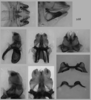 Melanoplus flabellatus (Scudder, 1878): male genitalia. (Otu).