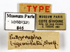 CollectionObject 1587911; MNHN(SF IMPORT DUPLICATE) MNHN-EP-EP846, a7cf2c8f-2b82-4e78-aded-bc30fce11c1c: CC BY-NC-ND 4.0/MNHN - Depraetere Marion - 2014. Holotype, female, of bigeminata Shelford, 1907. Specimen number: MNHN-EP-EP846. http://coldb.mnhn.fr/catalognumber/mnhn/ep/ep846. (CollectionObject).