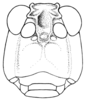 Tanaocerus rugosus Hebard, 1931: Pl. 12 fig. 3. female (holotype), cephalic outline. (Otu).