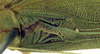 CollectionObject 1532111; 31c02bb1-19ae-4afa-9015-859f66c0e3ae: male stridulatory area (syntype). (CollectionObject).