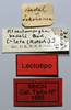 CollectionObject 1535521; ef738e83-0243-493a-8165-9891c91f515d: labels (lectotype of Atractomorpha bedeli). (CollectionObject).
