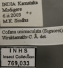 Other: !! display not done !! on Cofana unimaculata (Signoret, 1854): Labels. (Observation).