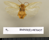 CollectionObject 1572982; f56a36d0-09a6-4d81-a24b-0f48382ce151: Copyright Natural History Museum, London. Non-type (adult male) in BM(NH). Dorsal view. (CollectionObject).