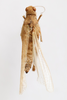CollectionObject 1592221; ff2ead38-5085-45f8-9029-df12b7ebd3eb: female, dorsal view (syntype). (CollectionObject).
