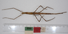 CollectionObject 1558194; b8fbb0a4-88fd-4655-aee0-a42cd5df3ddc: copyright ZMUH, Hamburg. female of synonym Acrophylla oxyacantha, dorsal view (paratype). (CollectionObject).