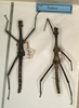 CollectionObject 1563669; e27dcc8d-5457-417a-8ab4-8e30ab4958b6: copyright NMW, Vienna. male of synonym Rhaphiderus alliaceus (holotype). (CollectionObject).