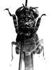 CollectionObject 1541623; 2cc3af00-27e2-47e0-adeb-819b06fb0e0e: Image Carbonell, C.S. female, frontal view (allotype). (CollectionObject).
