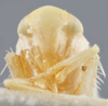 Head on Edwardsiana dejecta Christian, 1953: Head/Face. Paratype. (Observation).