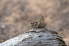 CollectionObject 1587954; 66659bbc-f7fd-45ce-ba8c-62767f07e035: male nymph (GR: Naxos). (CollectionObject).