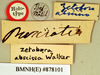 Zuluia abscissa (Walker, 1868): Holotype, unsexed, labels. BMNH(E)#878101. (Otu).