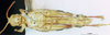 CollectionObject 1580220; 958cdfcb-b0a6-430c-a148-2e29977d9c83: male, ventral view (paralectotype). (CollectionObject).