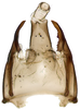 Pygofer ventral appendages, ventral view: !! display not done !! on Bonamus lineatus Oman, 1938: male pygofer with internal genitalia, subgenital plate, and valve removed; ventral view. (Observation).