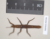 CollectionObject 1561572; NHMUK(SF IMPORT DUPLICATE) 845196, 54eadbae-a942-4d0a-b075-a86cf4fa0f2e: copyright Natural History Museum, London. female juv. of Acanthoderus oileus (holotype). (CollectionObject).
