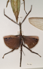 CollectionObject 1556973; 26aa5dcb-0a71-452e-8371-8d655e737257: copyright OUMNH. Cyphocrana punctipes male (holotype). (CollectionObject).