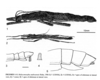 Malacomorpha androsensis Rehn, 1906: from Conle et al, 2008. Non-types. (Otu).
