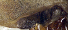 CollectionObject 1517393; b1fb31b5-fb6e-461d-9c67-be41c1868f2f: male, base of left tegmen (holotype). (CollectionObject).