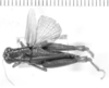 CollectionObject 1523866; e1684ebd-be0e-42f9-95d9-6b078d58873e: female, dorsal view (holotype). (CollectionObject).