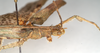 CollectionObject 1561358; 95b1cf49-2a4a-4571-84bc-429fba99cabd: copyright MIZ, Warsaw. male: head and thorax, lateral view (syntype). (CollectionObject).;CollectionObject 1561359; 7fea4d77-908e-4597-9734-c9a775e418e4: copyright MIZ, Warsaw. male: head and thorax, lateral view (syntype). (CollectionObject).