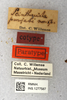 CollectionObject 1594420; 67e387da-828f-40f1-b07e-2bd409f9736a: labels (paratype of Scintharista punjabi). (CollectionObject).