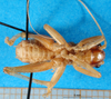 CollectionObject 1502538; f67eb336-ace7-47e6-bec1-0a589623c1f5: male, ventral view (syntype). (CollectionObject).