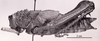 CollectionObject 1523893; e0a5d996-84a9-4d32-85fe-7c1f680d7770: Image C.S. Carbonell. female, lateral view (holotype). (CollectionObject).
